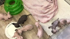 Котят приучаю к лотку, перевела в вольер👍 #котики #kitten #сфинксы #котятасфинкса