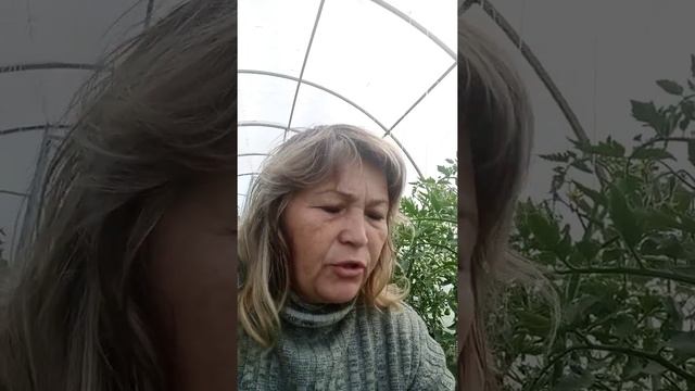 Помидорная теплица , подкормка , 29мая 2022год. смотреть онлайн