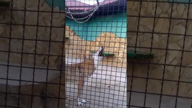 Удивительное видео Поющих волков! смотреть онлайн