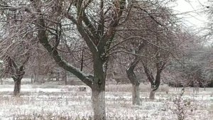 Гуси летунки 2020