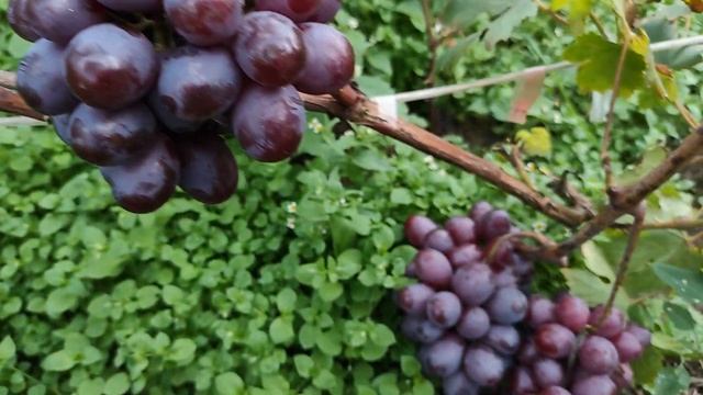 Заря Несветая - виноград в открытом грунте на севере Беларуси