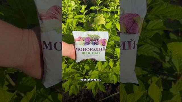 Подкормка гортензии