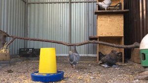 Голуби кинги KING PIGEONS