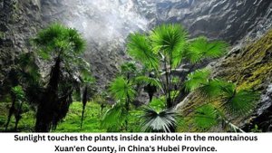 Massive sinkholes in China hold 'heavenly' forests with plants adapted for harsh life underground