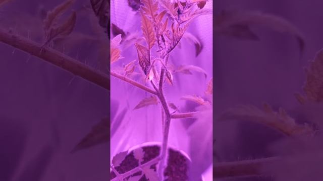 Цветение томата смотреть онлайн