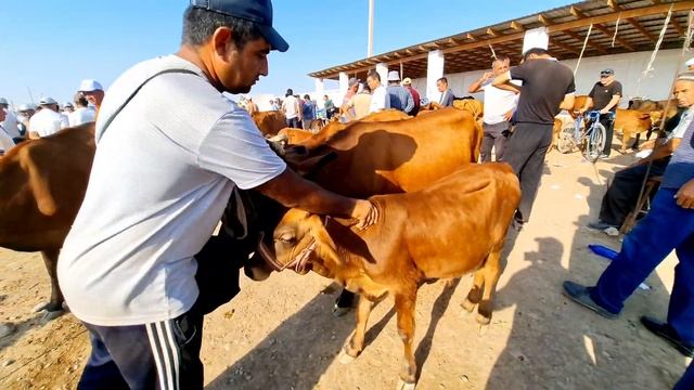 Карши Карвон мол бозори нархлари 28.07.2024