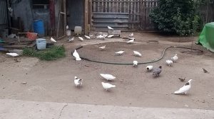 #АСТРАХАНЬ #Голуби.       Голуби Давидяна А.И. В Астрахани 1.07 19.