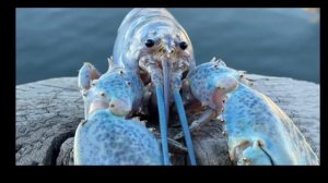 Синий лобстер 🤨