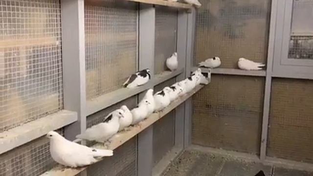 Чистопольские высоколетные в гостях.