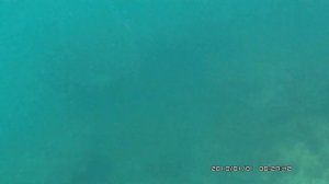 Подводная охота, Черное море Крым, Сальпа arsi@охота