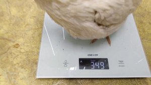 КАК ОПРЕДЕЛИТЬ ПОЛ У ПЕРЕПЕЛОВ ПОРОДЫ ТЕХАС ПЕРВЫЕ ЯЙЦА 44 - 45 ДНЕЙ