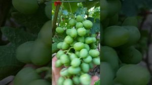 Підкормка винограда. Мастер 3.11.38.