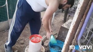 Голошейка//овоскопирование//вылуп и итоги/
