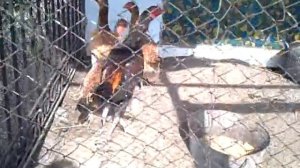 Куры породы Дакан