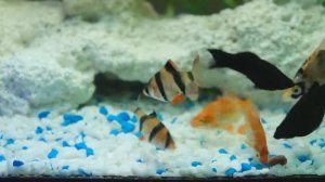 Рыбки кушают