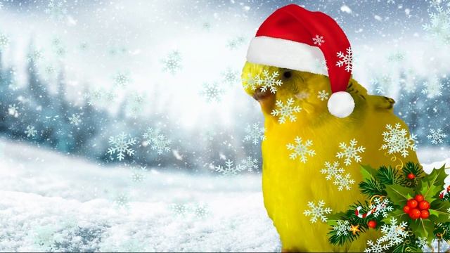 1 час ВЕСЕЛОЙ РОЖДЕСТВЕНСКОЙ МУЗЫКИ ДЛЯ ВАШЕЙ ПТИЧКИ! 🎄 ЗВУКИ ВОЛНИСТЫХ ПОПУГАЕВ