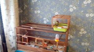 щегол и канарейка обратно в клетку