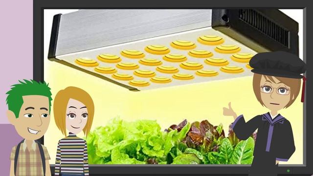 Hydroponic practices 1. Hydroponic lettuce
