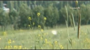 NOOKAT Ноокат Новкат