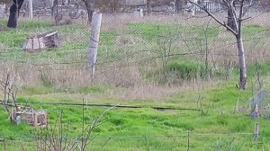 лов птиц на тайник 03.04.18г