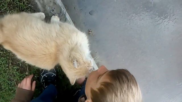 Кот целуется :)) смотреть онлайн