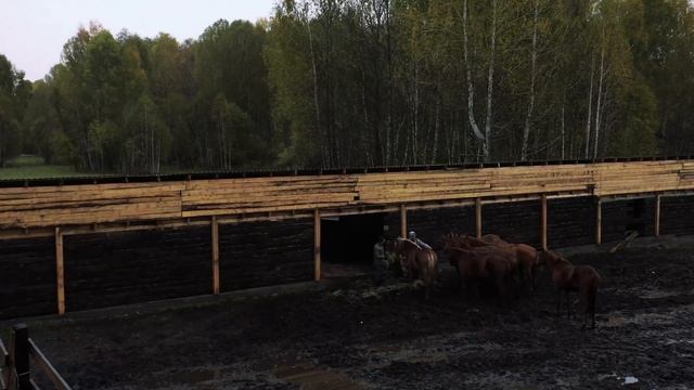 обзор новосибирский конезавод (видео 4К) смотреть онлайн