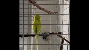 Говорящий попугай разговаривает в своей клетке