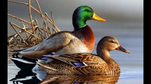 ГОЛОС КРЯКВЫ МАНОК НА УТКУ