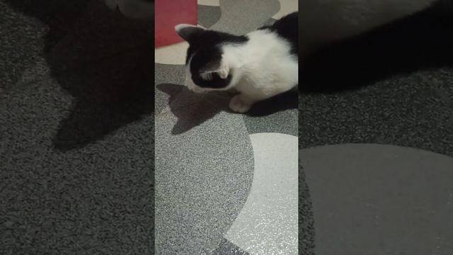 si Agus ke hausan смотреть онлайн