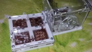 2часть о Camponotus pseudoirritans