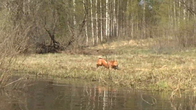 Карелки любят плавать смотреть онлайн