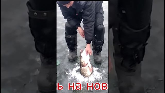 Щука монстр #shorts