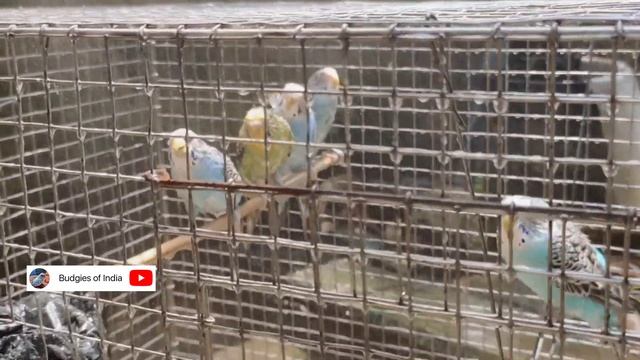 Keep Clean & Healthy Your Budgies