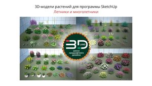 3D-модели растений для SketchUp. Летники и многолетники