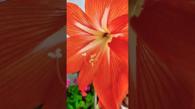 Амариллис. Расцвёл мой аленький цветочек  short #shorts