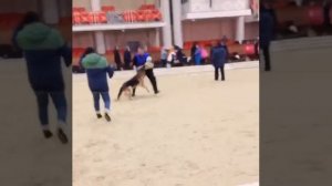 Монопородная выставка Немецких Овчарок.