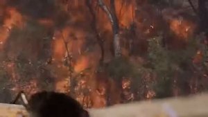 Chroma Key Effect Animal Studio