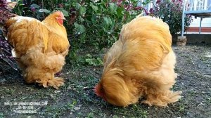 Кохинхин палевый