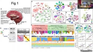 [2024-04-03] Single-cell DNA methylation and 3D genome architecture in the human brain