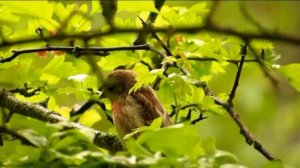 125 Čečetka tmavá, Carduelis cabaret, Lesser Redpoll, Jarmila Kačírková