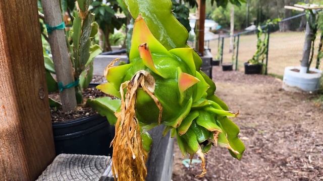 Ants are ATTACKING my DRAGON FRUIT and I'm FIGHTING Back with Cold Pressed Neem Oil смотреть онлайн