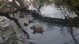 Утёнок плавает задом на перед.