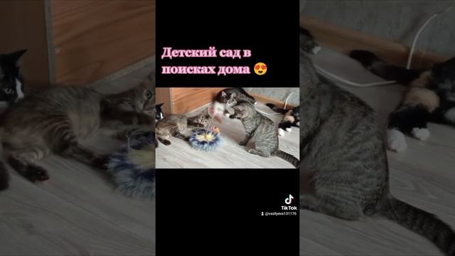 Смешные котики 🐱. Помощь бездомным животным. Минск #кот