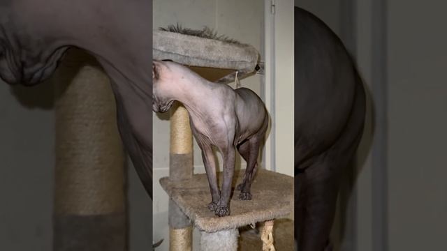 Игра на публику Вот это актриса Грациозная пантера смотреть онлайн