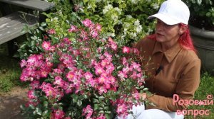 Роза Кюмбайя.  Первое цветение