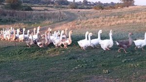 Холмогорские гуси хозяйства Камчатного