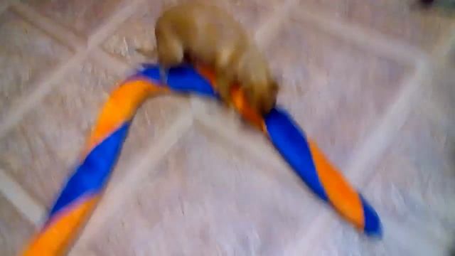 Собака даёт смотреть онлайн