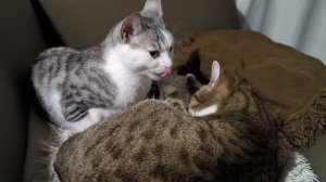 crazy cat.mp4