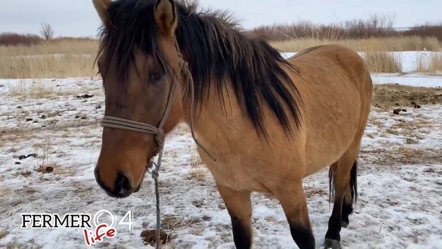 Мугалжарский жеребец 2-х летка | Мұғалжар құнан айғыр