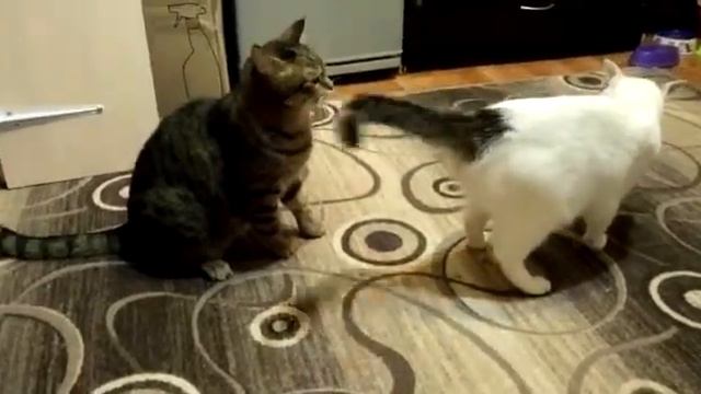 Коты.Виртуозный хвост ( приколы с котами) смотреть онлайн